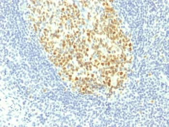 MCM7 Antibody (clone MCM7/1467)