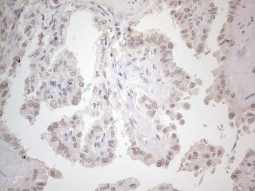 CTBP2 Antibody (aa233-336, clone OTI4D4)