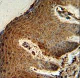 PTMS / Parathymosin Antibody (aa57-85)