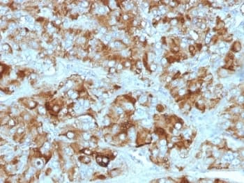CHGA / Chromogranin A Antibody (clone CGA/413 + CHGA/777 + CHGA/798, Ready-to-Use)
