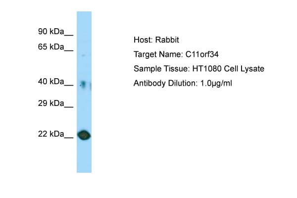 Polyclonal Rabbit anti-Human PLET1 / C11orf34 Antibody (aa81-130, WB)
