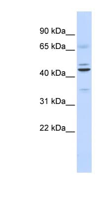 Requiem / DPF2 Antibody (C-Terminus)