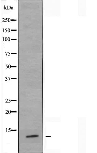 BRP44L Antibody