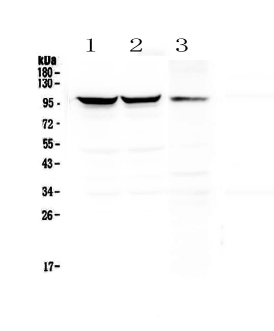 DNM1 / Dynamin Antibody