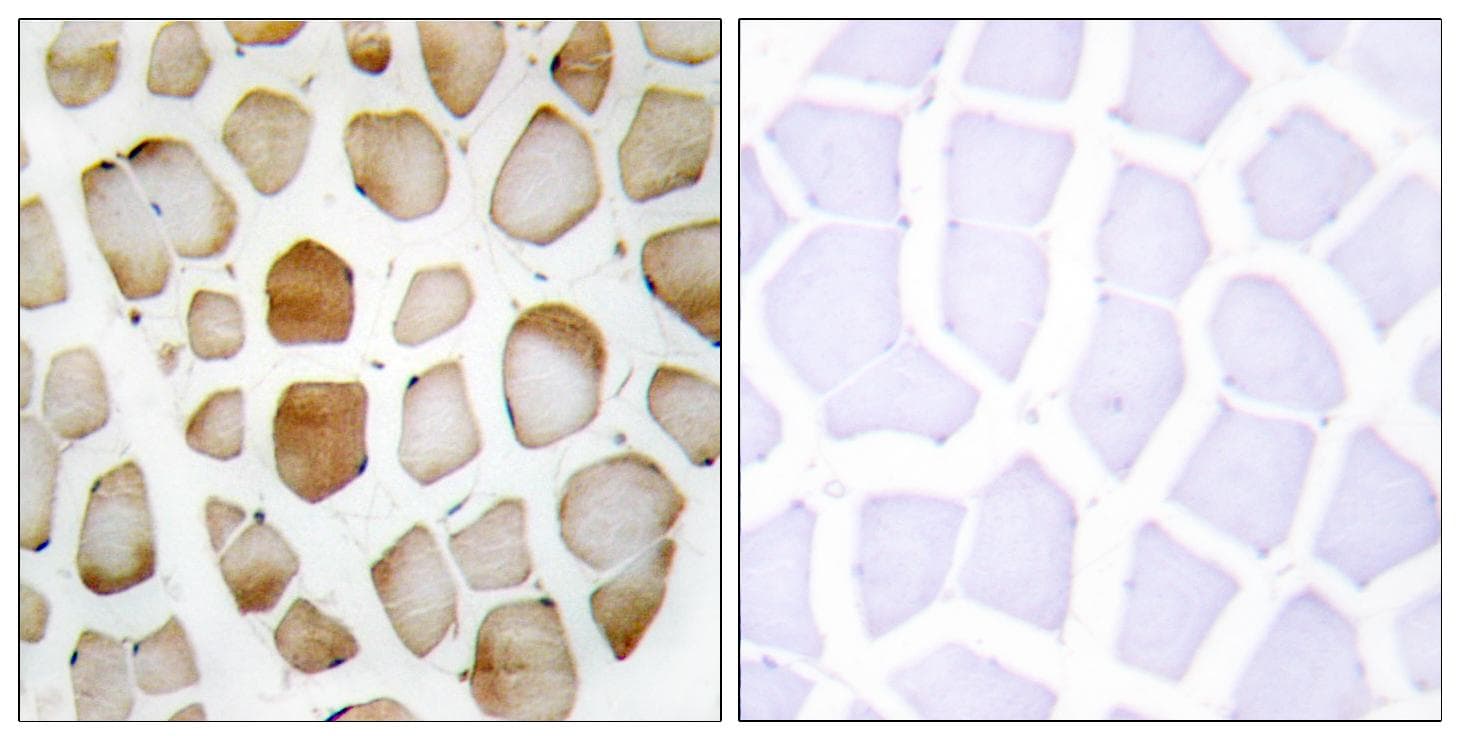 APG4B / ATG4B Antibody