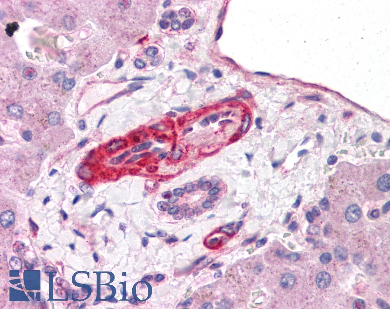 IHC-plus™ BCAS4 Antibody