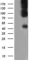Monoclonal Mouse anti-Human CD80 Antibody (clone OTI9H1, IF, WB)