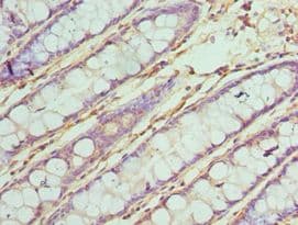 TAB1 Antibody (aa205-504)
