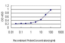PBK / TOPK Antibody (clone 3A11)