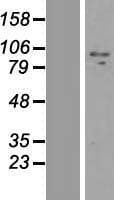 ZNF509 / ZBTB49 Protein (Over-Expression Lysate Myc-DDK (Flag))