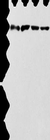 ZBTB10 Antibody