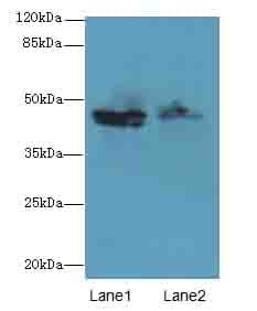 Polyclonal Rabbit anti-Human ZNF821 Antibody (IHC, WB)