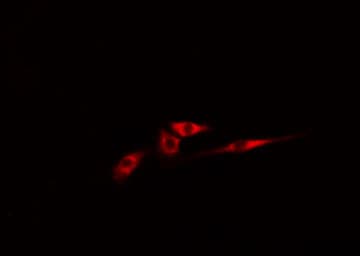 CDC42EP4 / BORG4 Antibody