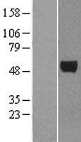 E2F3 Protein (Over-Expression Lysate Myc-DDK (Flag))