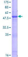 Human DTD1 Protein (Recombinant GST)