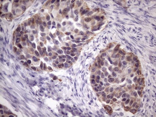 AMTN Antibody (clone OTI1C11)