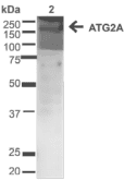 Polyclonal Rabbit anti-Human ATG2A Antibody (WB)
