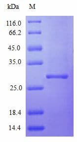 Human IFNA2 / Interferon Alpha 2 Protein (Recombinant)