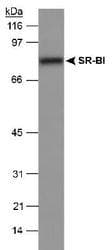SCARB1 / SR-BI Antibody (DY650)