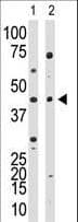 YY1 Antibody (aa268-297)