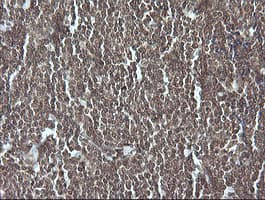 Monoclonal Mouse anti-Human GZMB / Granzyme B Antibody (clone OTI4E4, IHC, IF, WB)