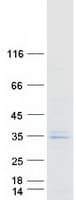 Human LRRC3 Protein (Recombinant Myc-DDK (Flag))
