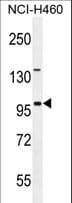 Polyclonal Rabbit anti-Human ITIH5 Antibody (aa578-606, IHC, WB)