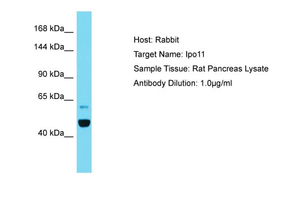 IPO11 / Importin 11 Antibody (aa328-377)