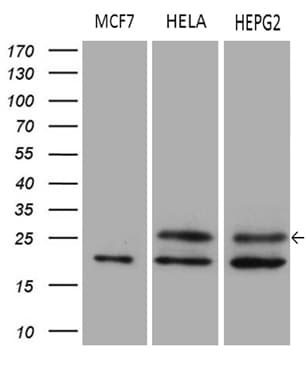 METTL7A Antibody (aa34-104, clone OTI4B10)