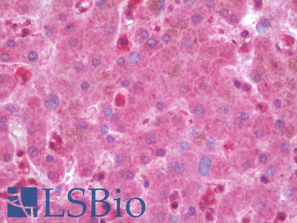 IHC-plus™ B2M / Beta 2 Microglobulin Antibody