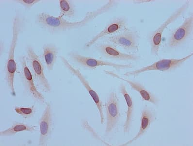 HIST1H4I Antibody