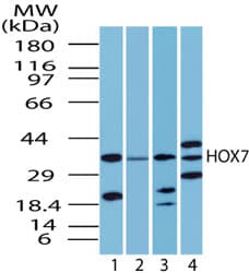 MSX1 Antibody (aa50-100)