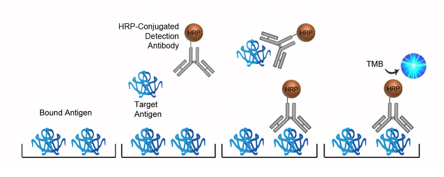 Human APOO / Apolipoprotein O ELISA Kit (Competitive EIA)