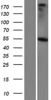 Human GABRR3 Protein (Over-Expression Lysate Myc-DDK (Flag))