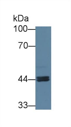 ARNT2 Antibody (aa1-209)