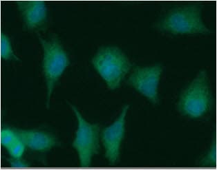 Monoclonal Mouse anti-Human NUDT1 / MTH1 Antibody (clone AT3B3, WB)