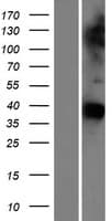 GAS1 Protein (Over-Expression Lysate Myc-DDK (Flag))