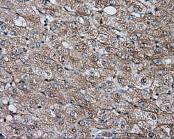 Basigin / Emmprin / CD147 Antibody (clone OTI3E9)