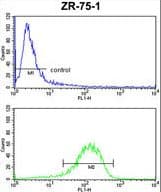 ENTPD2 Antibody (aa86-113)