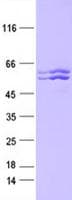 Human KMO Protein (Recombinant DDK,C-terminus)
