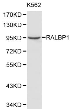 RIP1 / RALBP1 Antibody