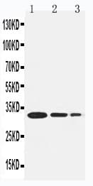 TRAF1 Antibody (aa220-235)