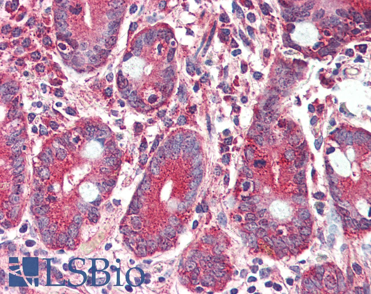 IHC-plus™ GLP2R Antibody (C-Terminus)