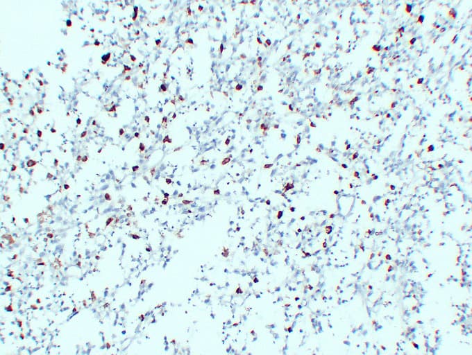 CD68 Antibody (clone ABT-CD68)