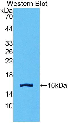 GDF15 Antibody (aa195-308)