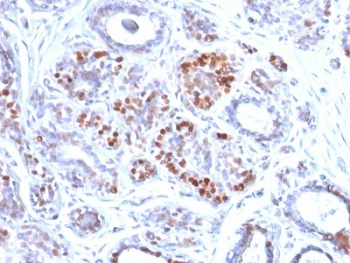GATA3 Antibody (clone GATA3/2442)