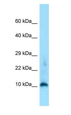 Polyclonal Rabbit anti-Mouse Histone H3.3 Antibody (aa28-77, WB)