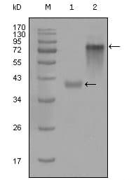 Monoclonal Mouse anti-Human KRT19 / CK19 / Cytokeratin 19 Antibody (clone 4F12G9, WB)