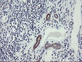 Monoclonal Mouse anti-Human TSC22D1 / TSC22 Antibody (clone OTI4F1, IHC, WB)
