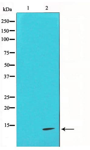 CYCS / Cytochrome c Antibody